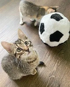 Lionel