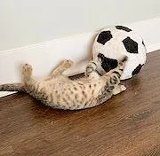 Lionel thumbnail 3
