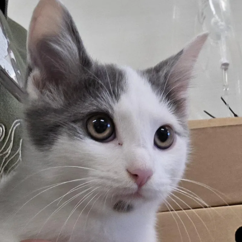A baby small-sized male Gray / Blue / Silver Domestic Short Hair cat named TJ Maxx for adoption in Novelty, OH