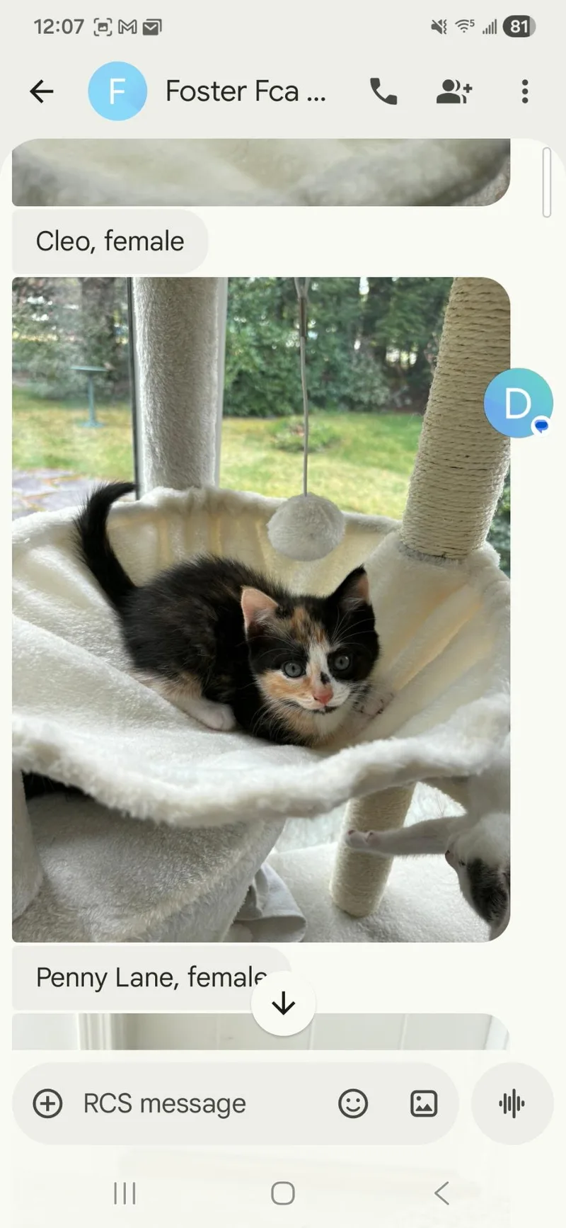 A baby small-sized female Domestic Short Hair cat named Cleo for adoption in Canton, CT