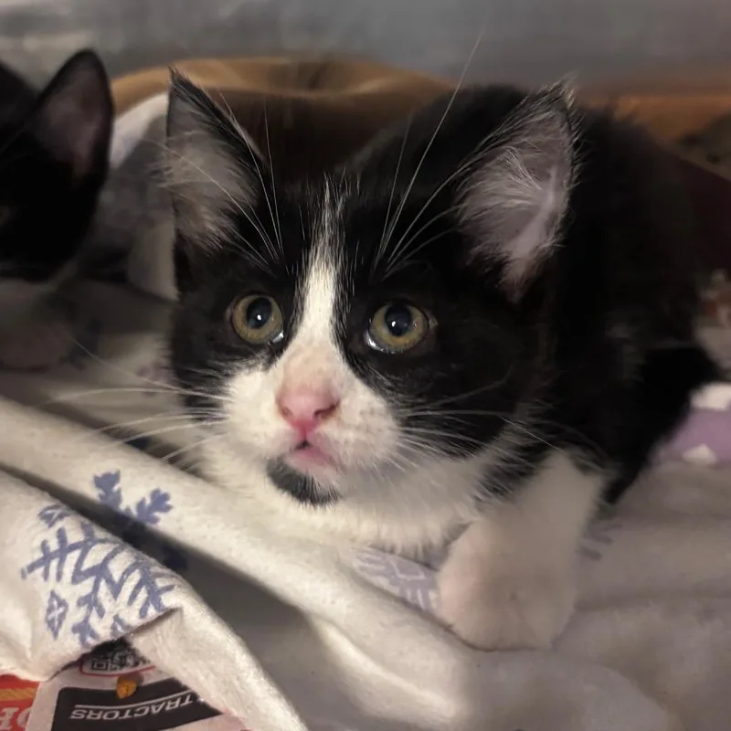 A baby small-sized male Black Domestic Short Hair cat named Apple Crisp for adoption in Belleville, IL