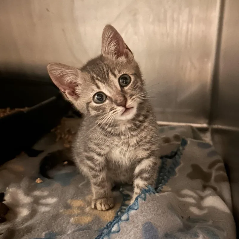 A baby small-sized female Gray / Blue / Silver Domestic Short Hair cat named Friskers for adoption in Valley, AL