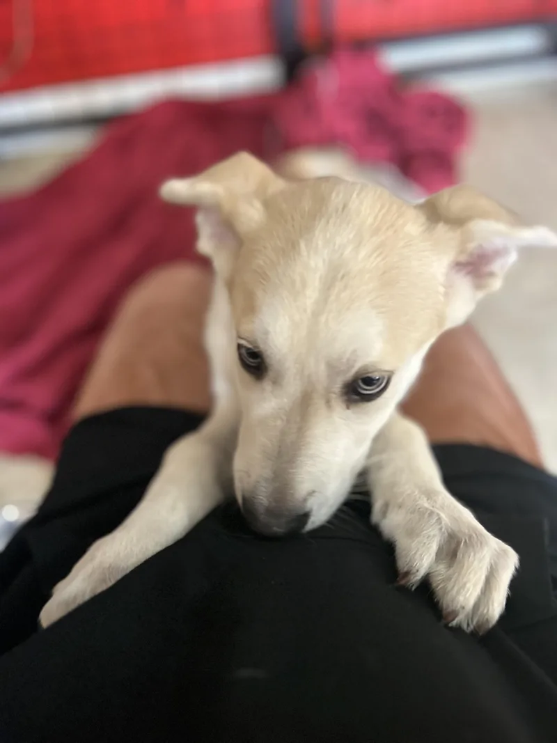 Kona