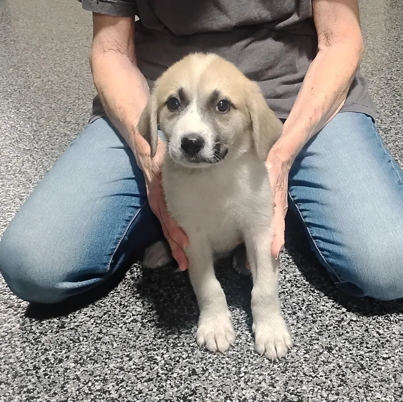 A baby large-sized female Great Pyrenees dog named Halo for adoption in Sulphur, OK
