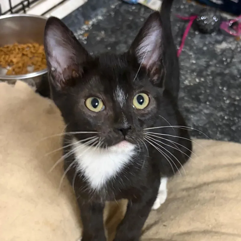 A baby small-sized male Black Domestic Short Hair cat named Frida Kahlo for adoption in Kingman, AZ