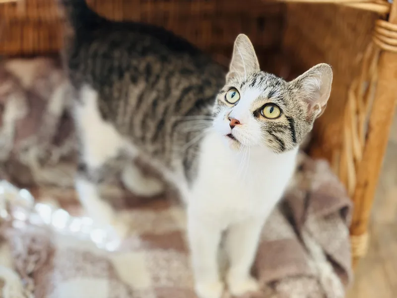 A baby medium-sized male Domestic Short Hair cat named Bliss for adoption in Lucedale, MS
