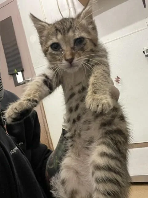 A baby small-sized female Domestic Short Hair cat named A for adoption in Hayward, CA