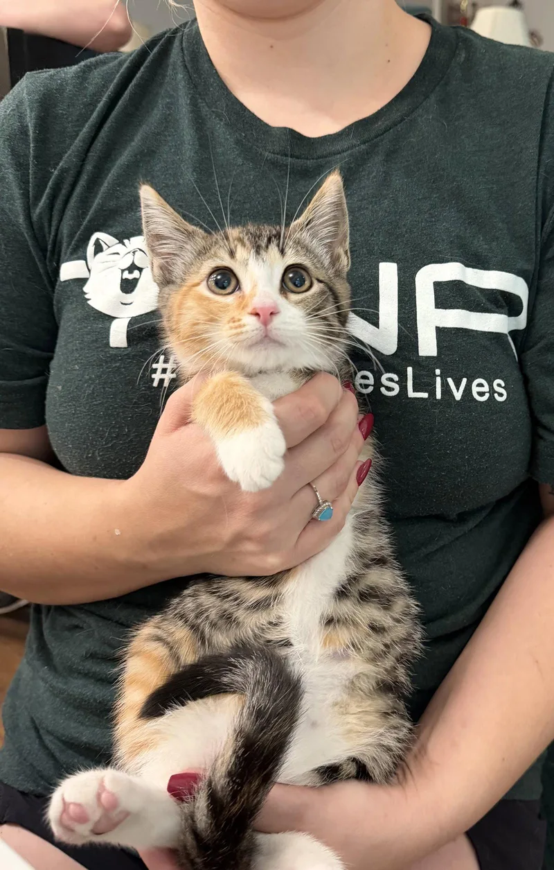 A young medium-sized female Domestic Short Hair cat named Promo for adoption in Camden, SC