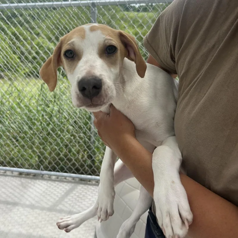 A baby medium-sized male White / Cream Beagle dog named Jelly for adoption in Uniontown, PA
