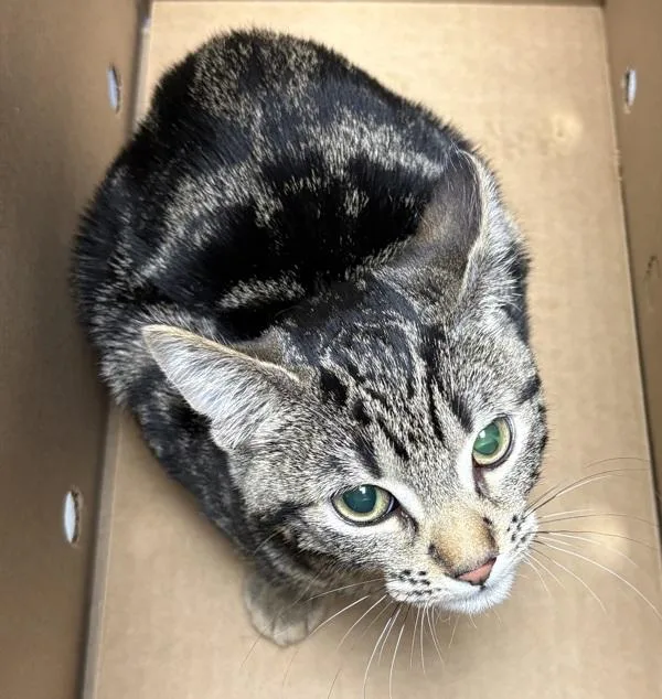 A baby small-sized female Domestic Short Hair cat named If Merry for adoption in Lawrenceville, GA