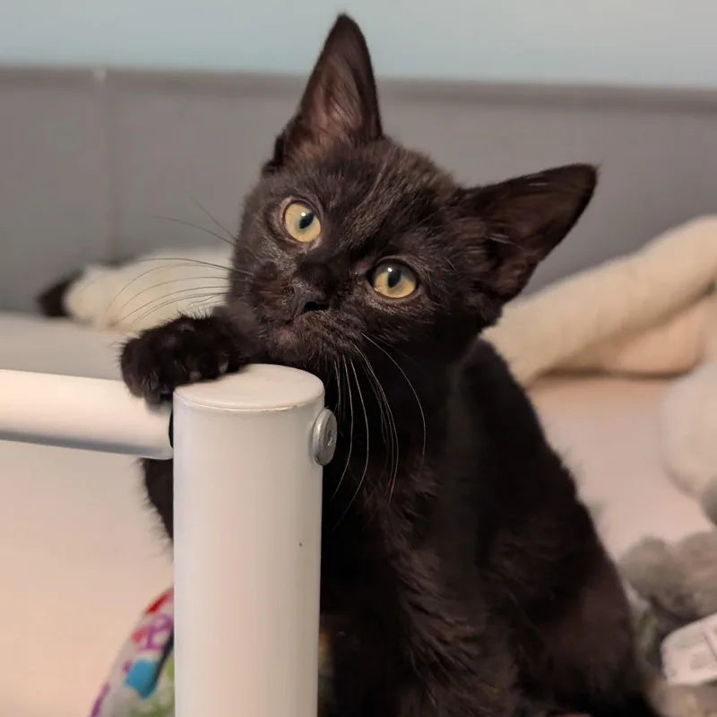 A baby small-sized female Black Domestic Short Hair cat named Jaheira for adoption in Portland, OR