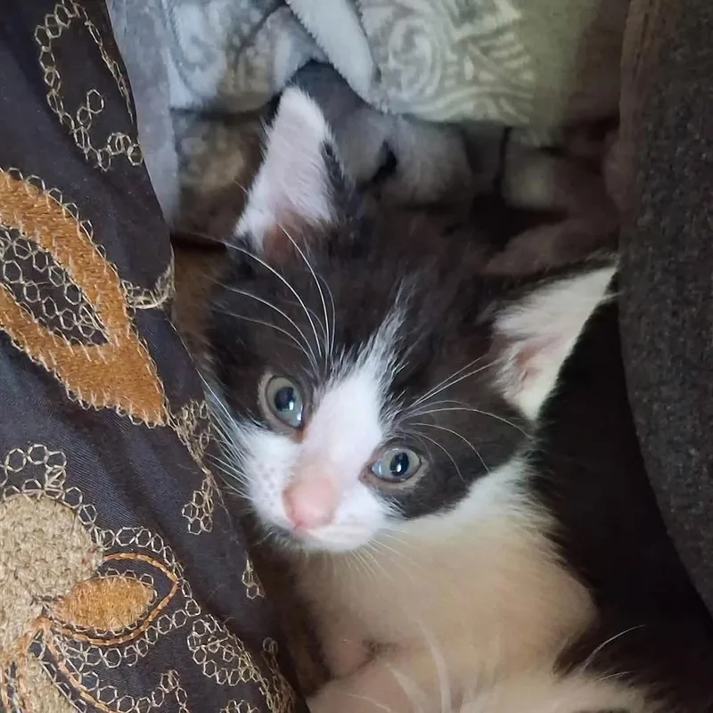 A baby medium-sized male Domestic Short Hair cat named Flounder for adoption in Port Washington, WI