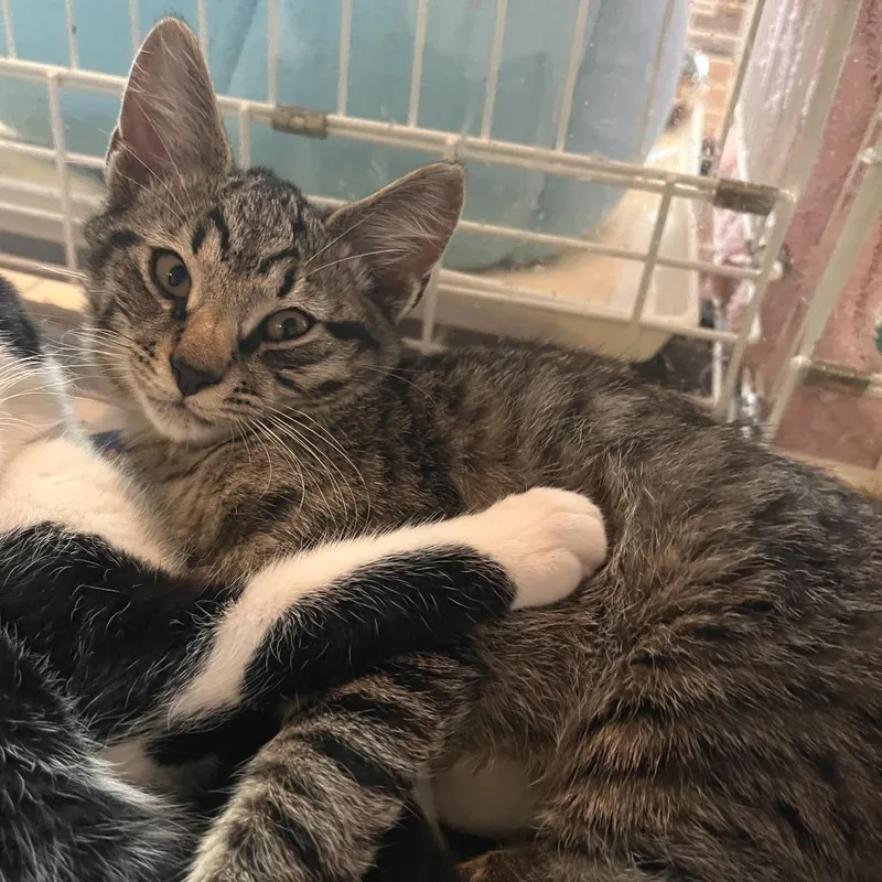 A baby medium-sized male Domestic Short Hair cat named Crayola for adoption in Salisbury, MA