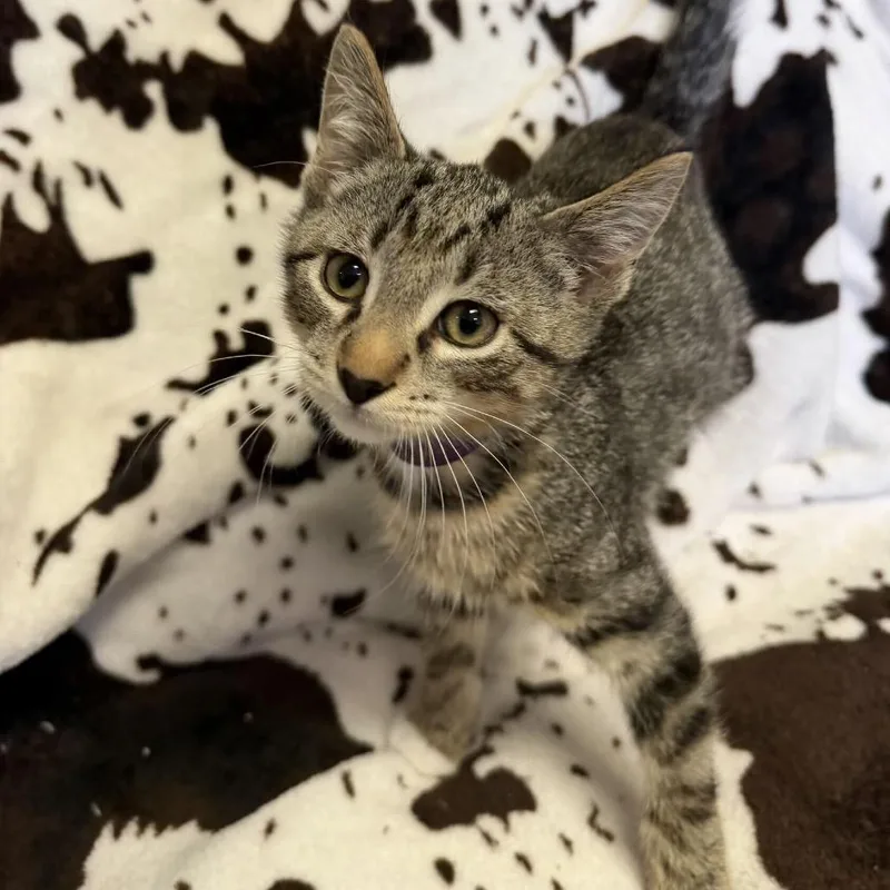A baby small-sized male Brown / Chocolate Domestic Short Hair cat named Cap'n Crunch for adoption in Buffalo, MN