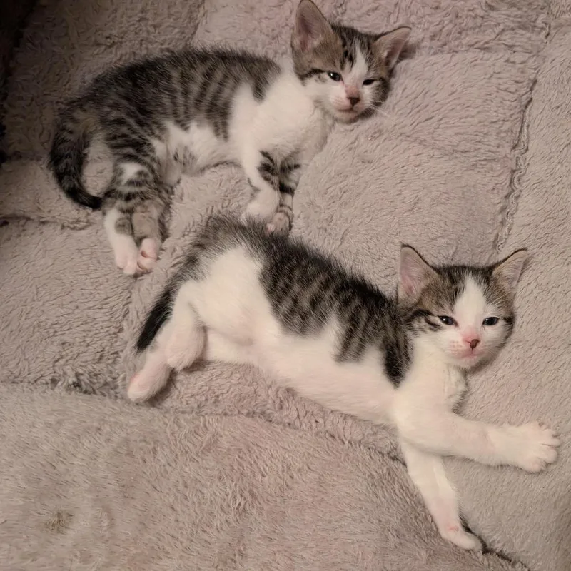 A baby small-sized female Tabby (Brown / Chocolate) Domestic Short Hair cat named Cicada for adoption in Stoughton, WI