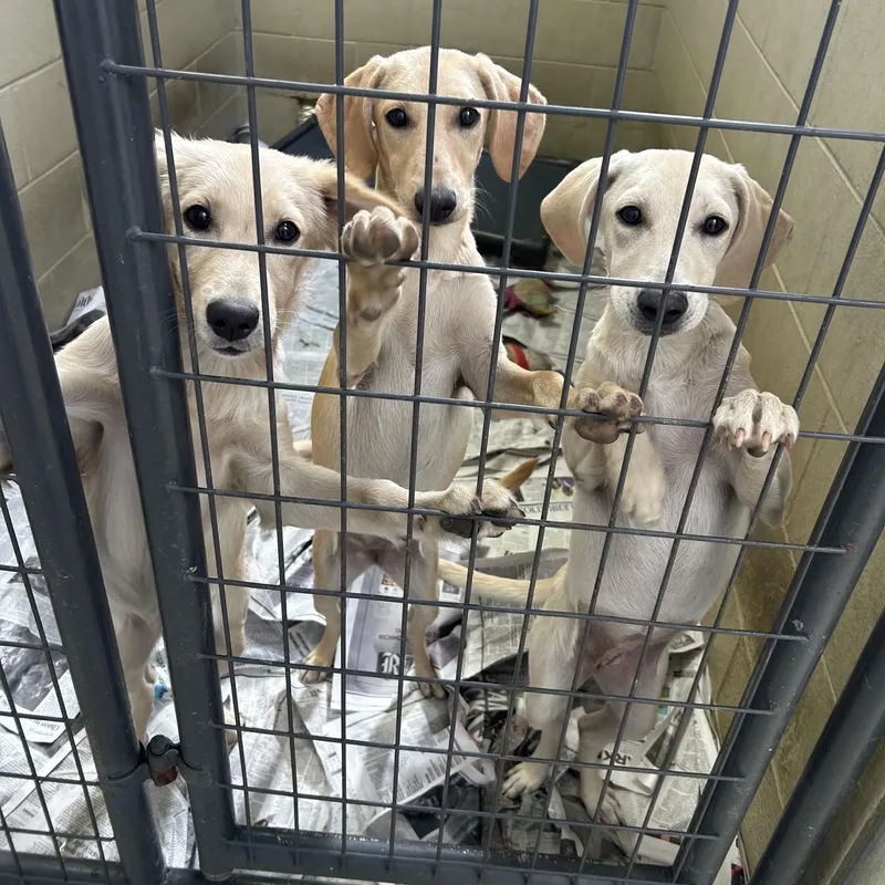 A baby large-sized female Yellow Labrador Retriever dog named Kinsey & Kizzy for adoption in Clarksville, VA