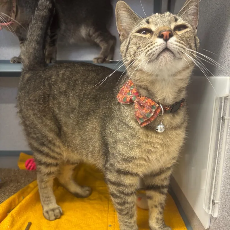 An adult large-sized male Black Domestic Short Hair cat named Chimney for adoption in Marshalltown, IA