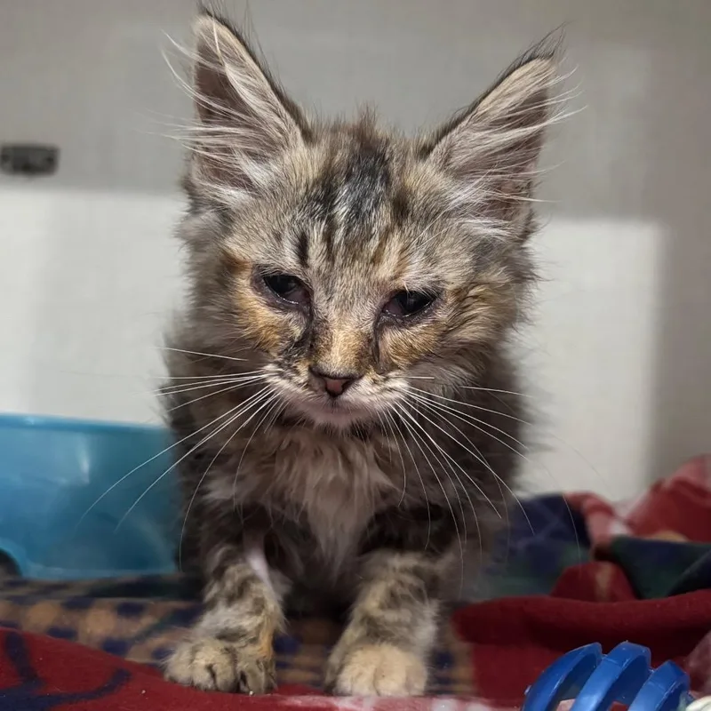 A baby small-sized female Buff / Tan / Fawn Domestic Long Hair cat named Berry for adoption in Fairmont, WV