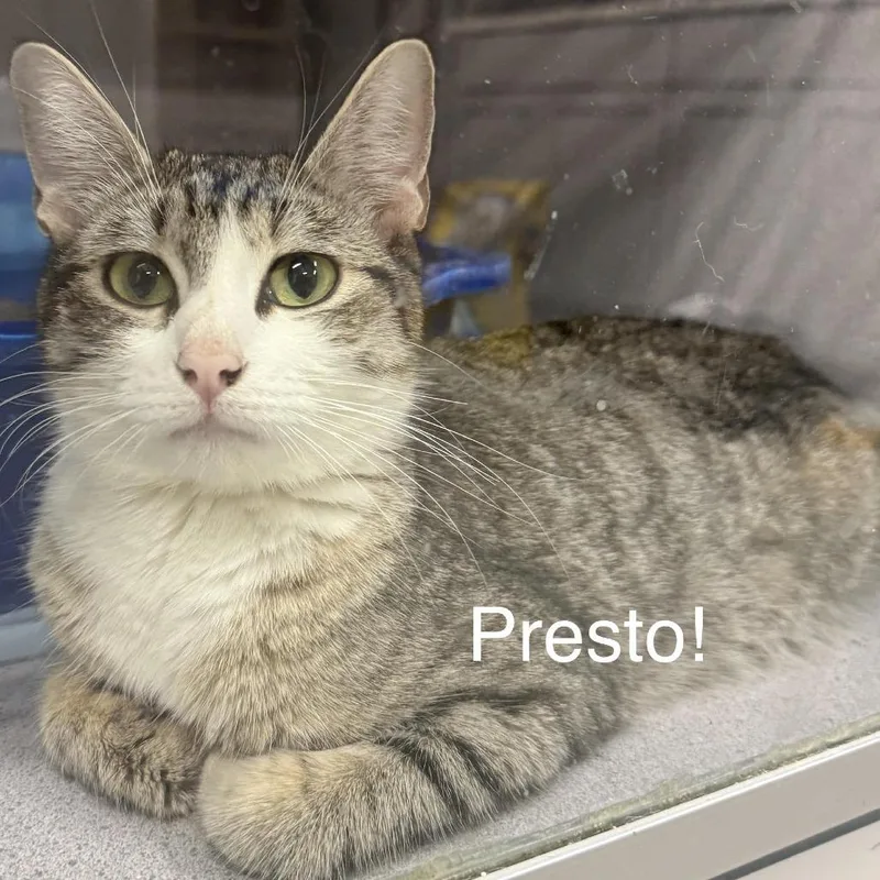 Presto!