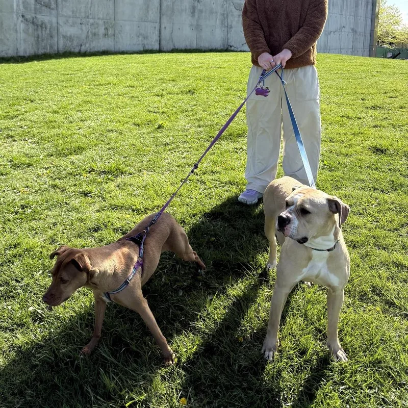 A young medium-sized female Yellow / Tan / Blond / Fawn Mixed Breed dog named Petunia Fka Whitney for adoption in Vassalboro, ME