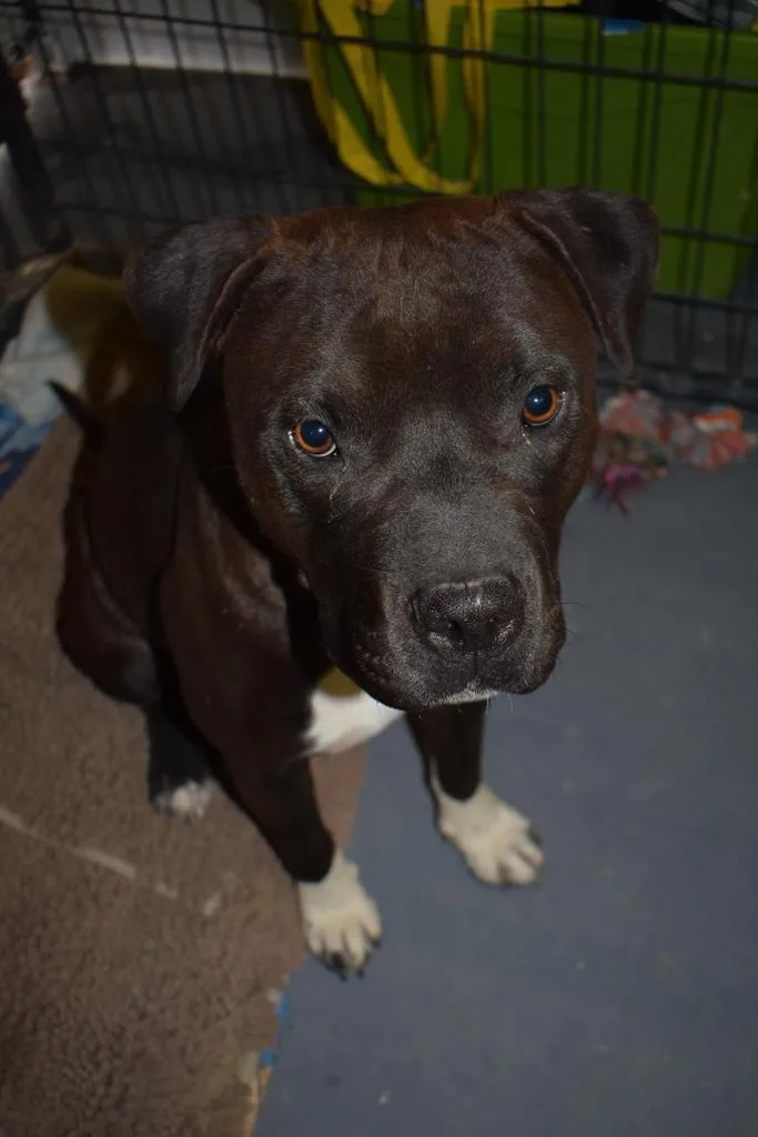 An adult medium-sized male Pit Bull Terrier dog named Ivar for adoption in Pahrump, NV