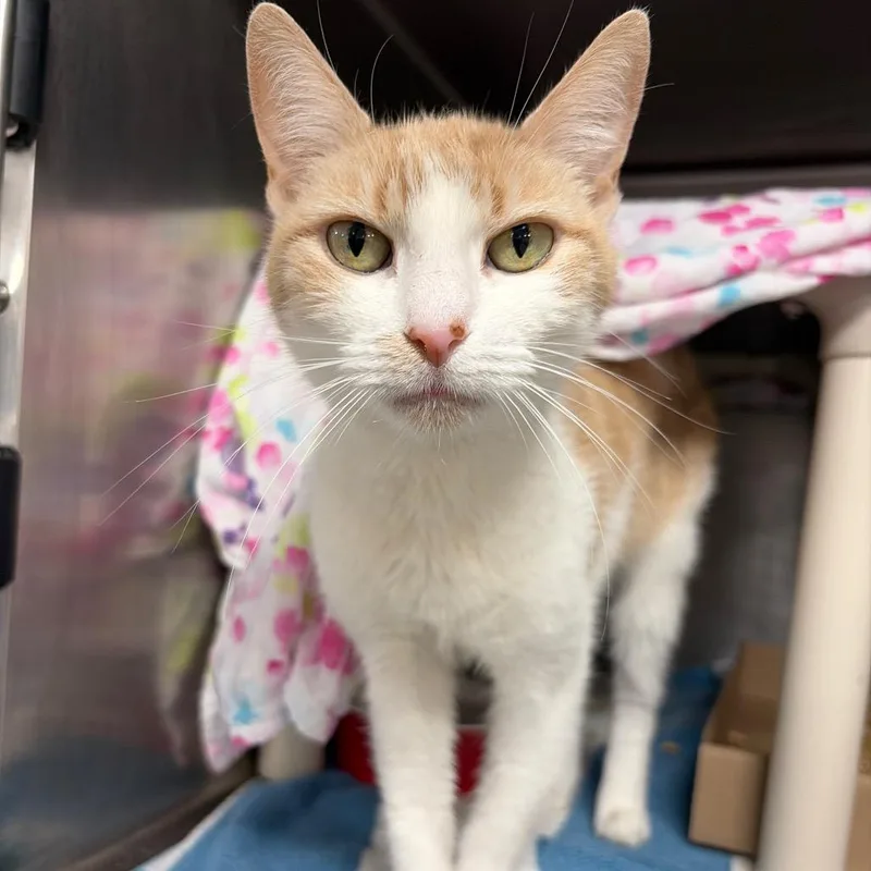 A senior medium-sized female White Domestic Short Hair cat named Mimi for adoption in Newark, NJ
