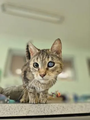 An adult medium-sized female Domestic Short Hair cat named Marina for adoption in Columbus, IN