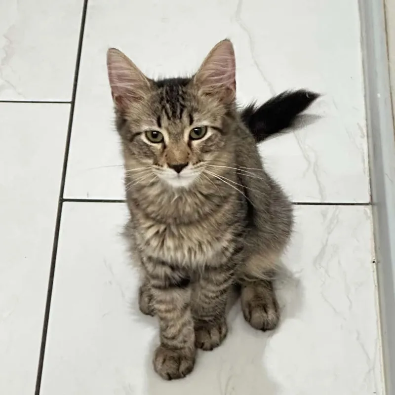 A baby small-sized male Tabby (Buff / Tan / Fawn) Tabby cat named Sapphire aka Agate for adoption in SCOTTSDALE, AZ