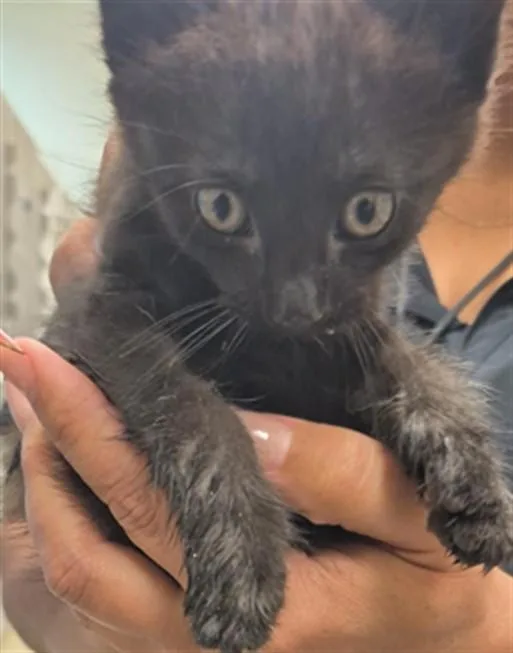 A baby small-sized female Domestic Short Hair cat named Dutchess for adoption in Texas City, TX