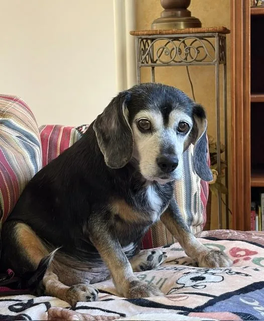 A senior medium-sized female Tricolor (Brown, Black, & White) Beagle dog named Cocomelon for adoption in Normal, IL
