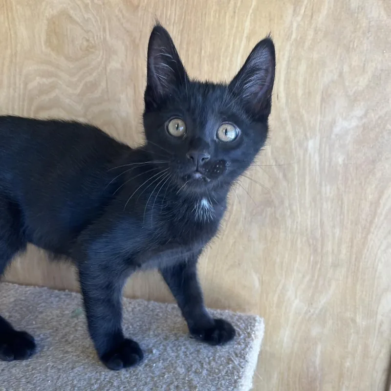 A baby medium-sized male Domestic Short Hair cat named Clive for adoption in Aberdeen, WA