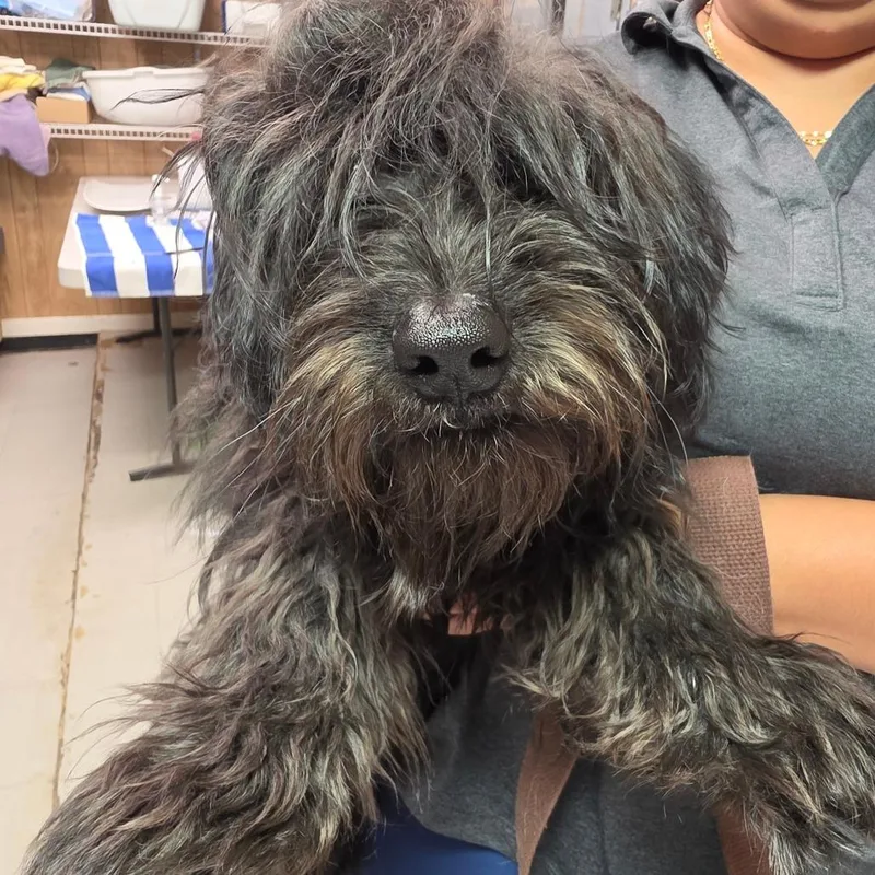 A young small-sized female Black Mixed Breed dog named Weleekta FKA Xena for adoption in Leander, TX
