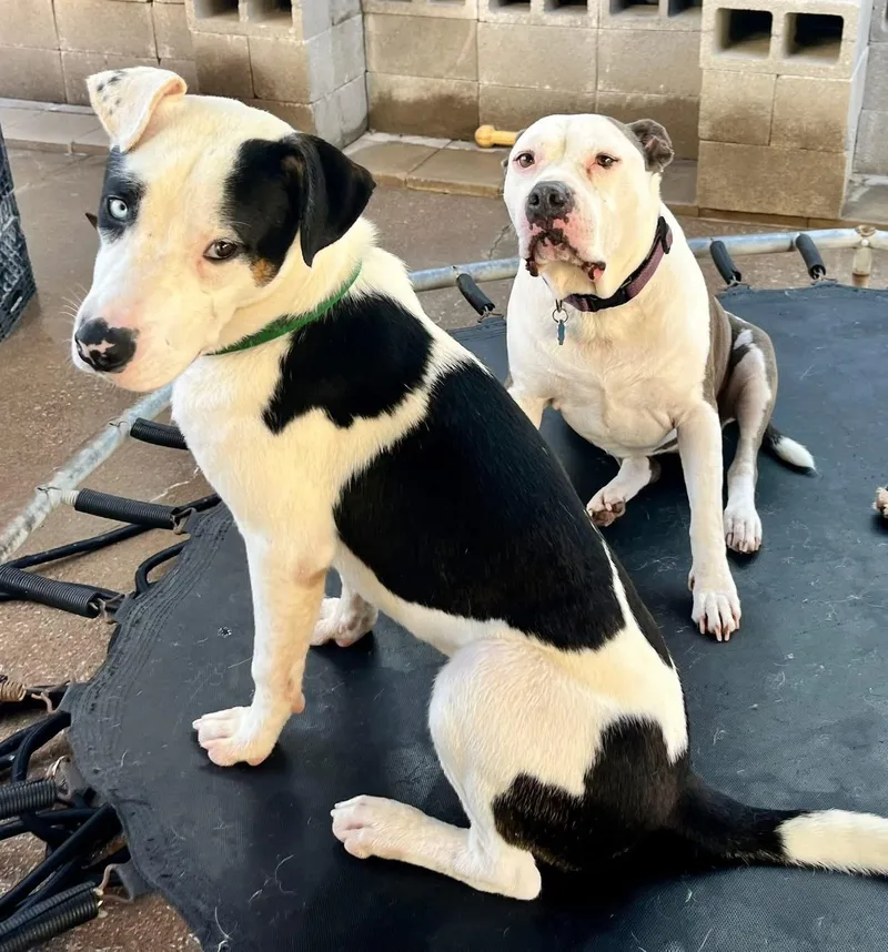 Crysler J thumbnail 3