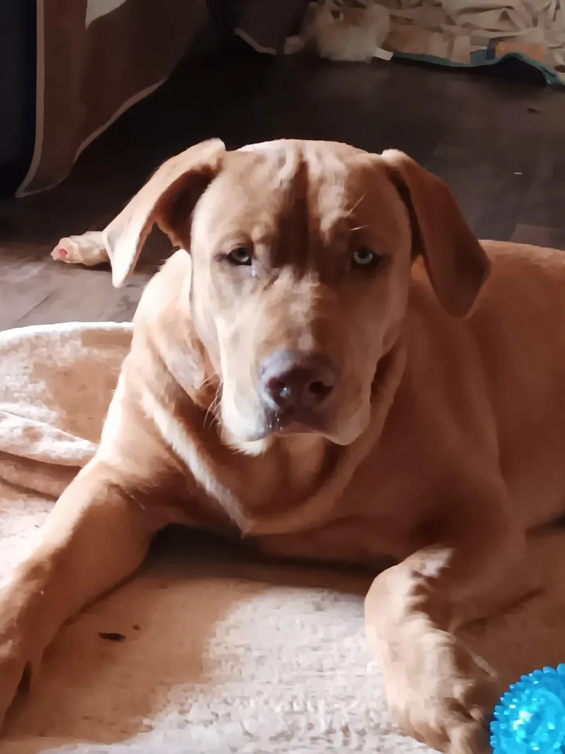 A young medium-sized female Labrador Retriever dog named Ruthie for adoption in Somerset, KY