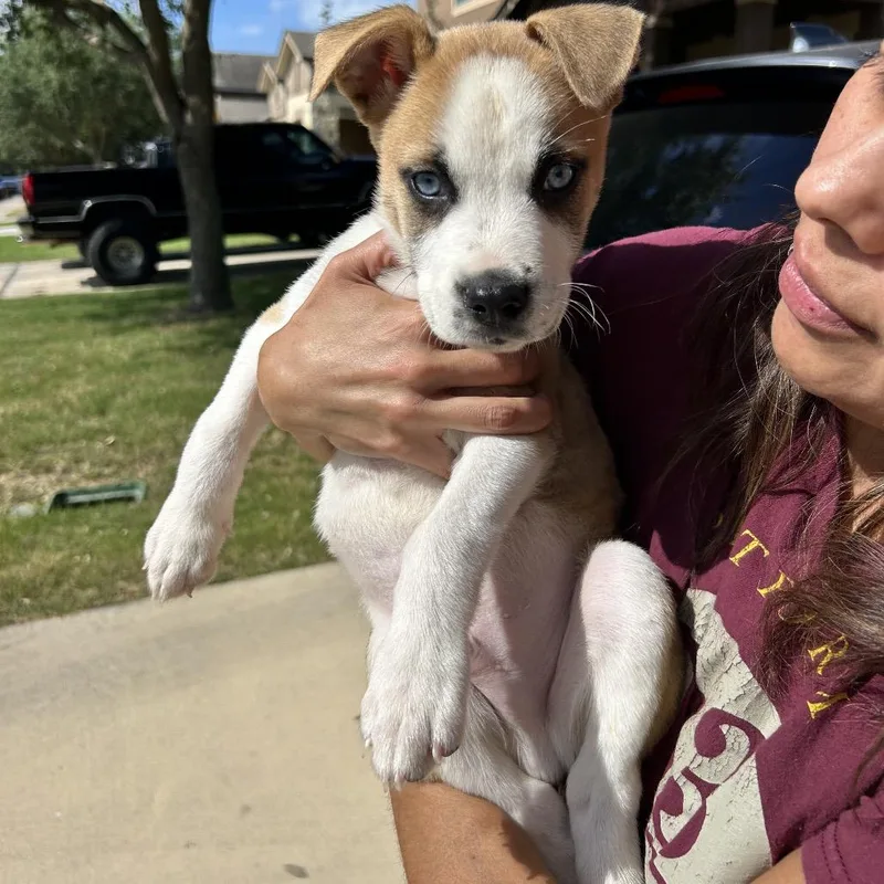 A baby small-sized male White / Cream Husky dog named Aladin for adoption in Boerne, TX