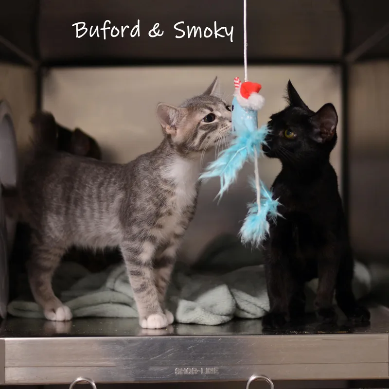 Buford thumbnail 2