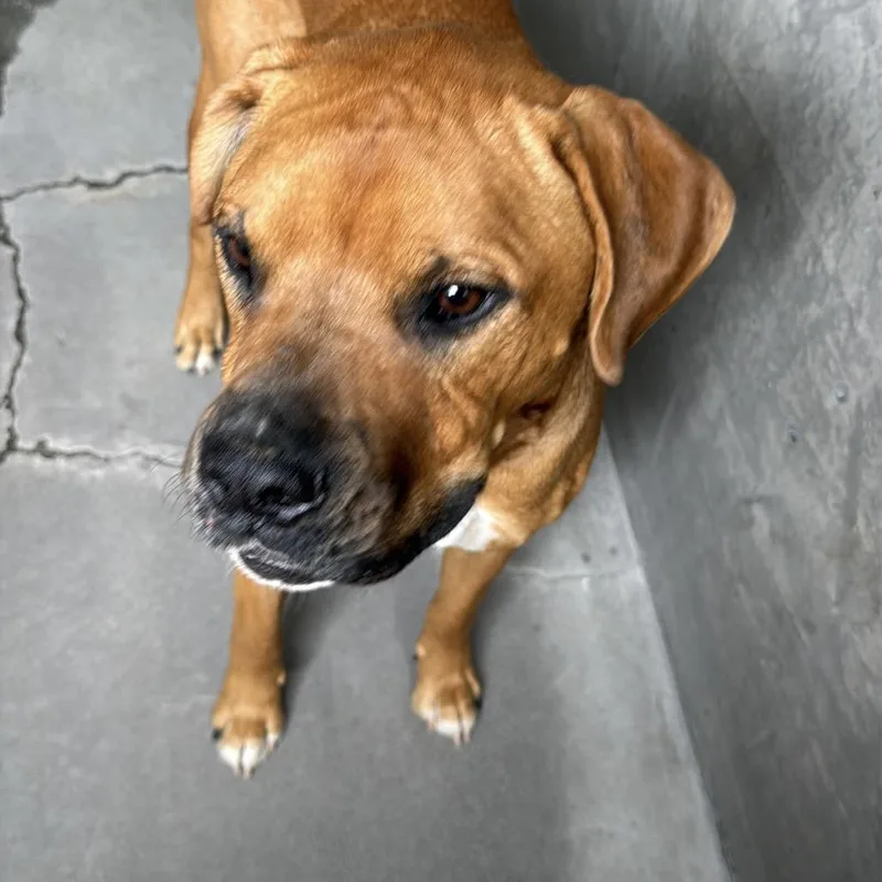 An adult medium-sized male Yellow / Tan / Blond / Fawn Mixed Breed dog named Swish A for adoption in Mission Hills, CA