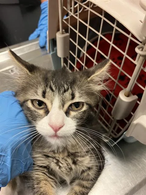 A baby small-sized female Domestic Short Hair cat named Azula for adoption in Long Beach, CA