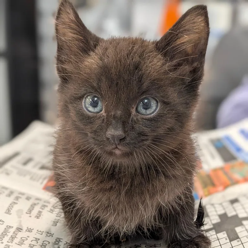 A baby small-sized male Black Domestic Short Hair cat named Hickory for adoption in Houston, TX