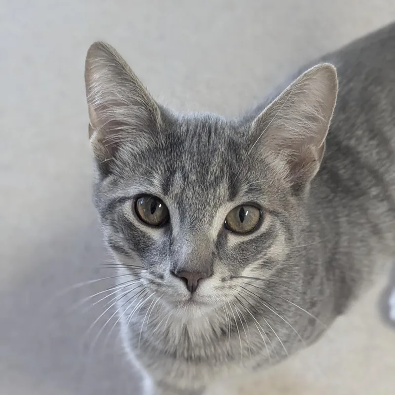 A baby medium-sized male Tabby (Gray / Blue / Silver) Domestic Short Hair cat named Dj for adoption in Fenton, MI