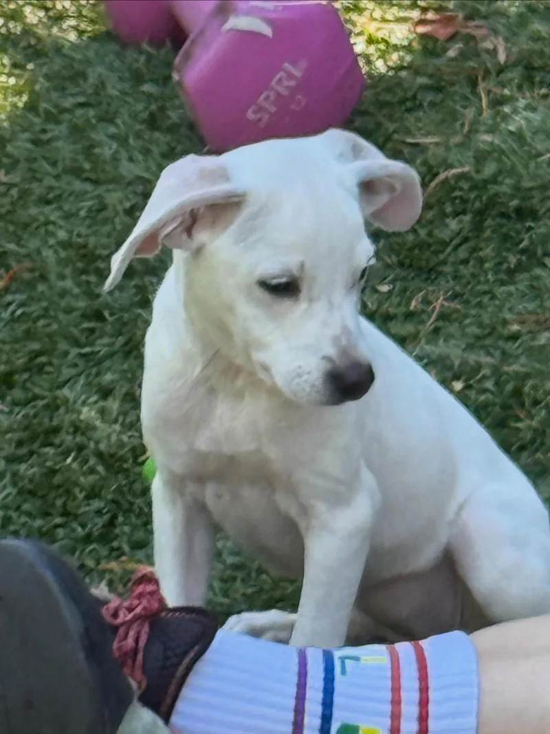 A young medium-sized female Terrier dog named Luna for adoption in Sunnyvale, CA