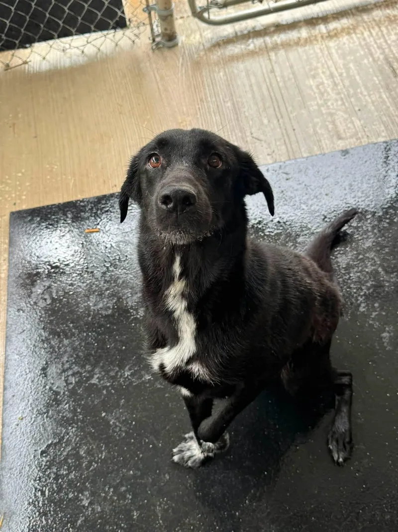 A young medium-sized male Labrador Retriever dog named Bosco for adoption in Rowlett, TX