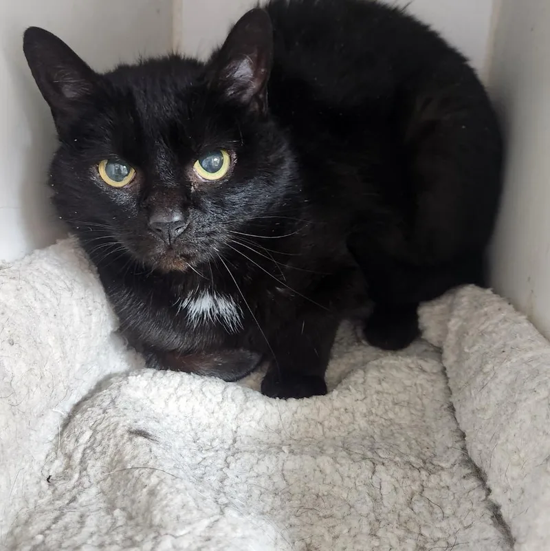 A senior medium-sized female Domestic Medium Hair cat named Tex for adoption in Walnutport, PA