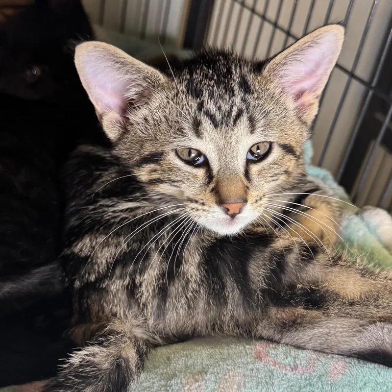 A baby medium-sized male Domestic Short Hair cat named Glen for adoption in Saginaw, MI