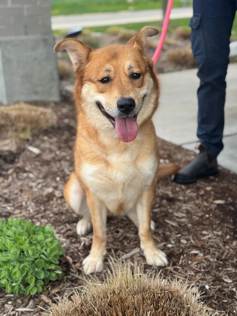An adult medium-sized female Yellow / Tan / Blond / Fawn Shepherd dog named Lennon for adoption in Benton Harbor, MI