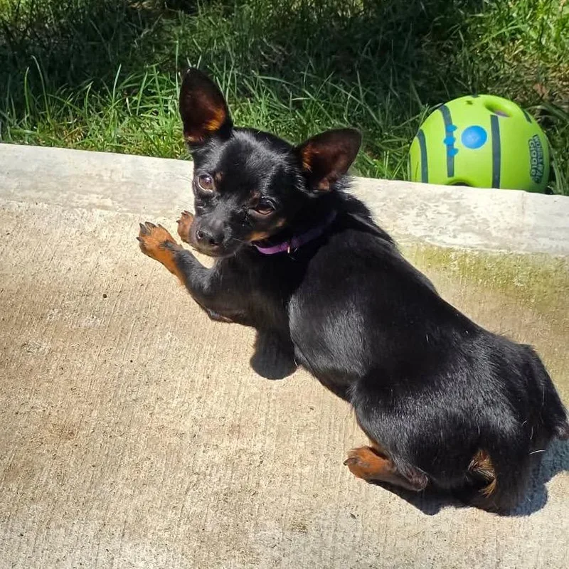 A young small-sized male Black Chihuahua dog named Taquito for adoption in Overland Park, KS