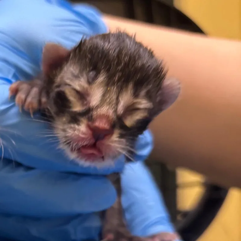 A baby small-sized male Black Domestic Short Hair cat named Macchiato for adoption in Grand Rapids, MI