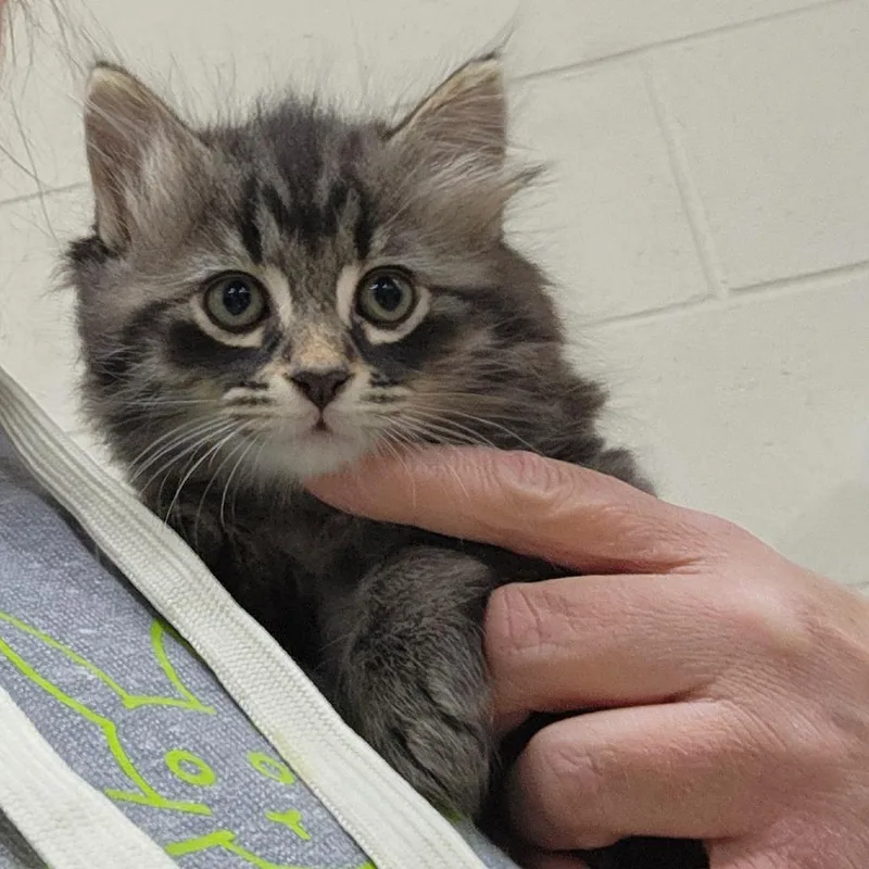 Macchiato thumbnail 2