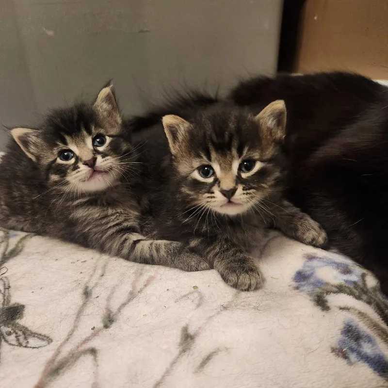 Macchiato thumbnail 3