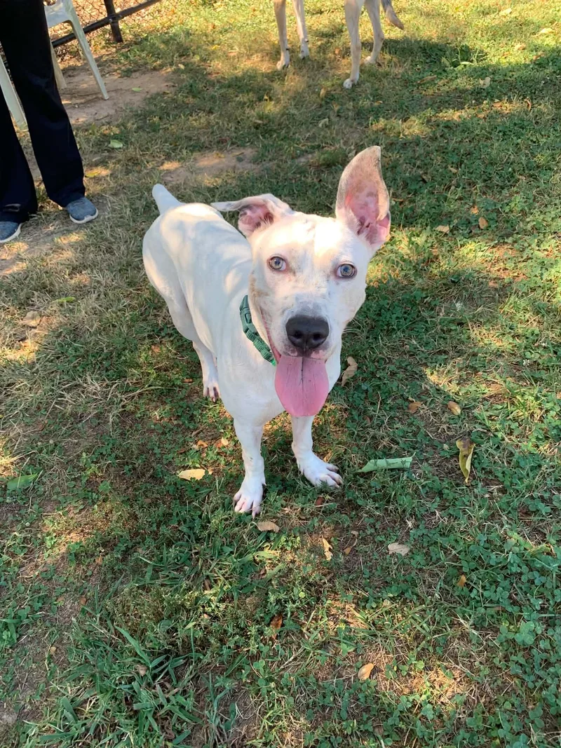 A young medium-sized male White / Cream Mixed Breed dog named Tucson for adoption in Douglas, MA